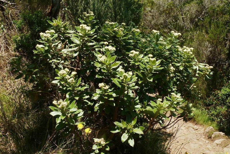 Psiadia melastomoides photo 2