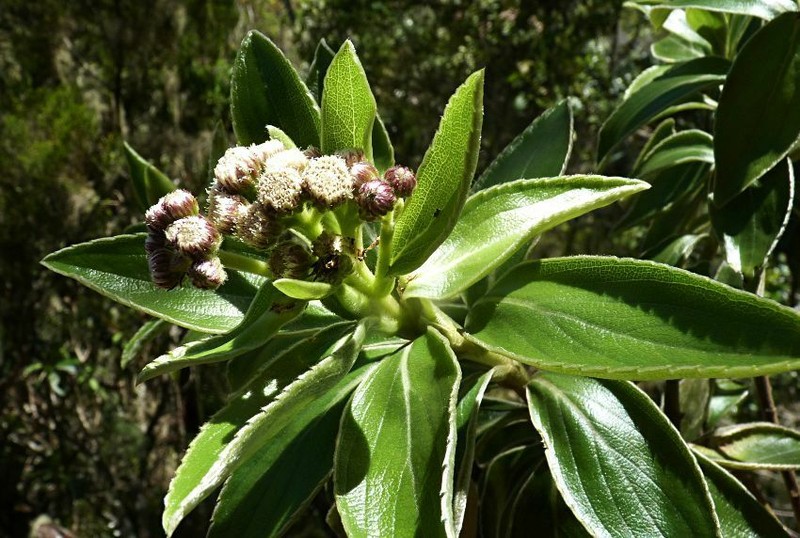Psiadia melastomoides photo 3