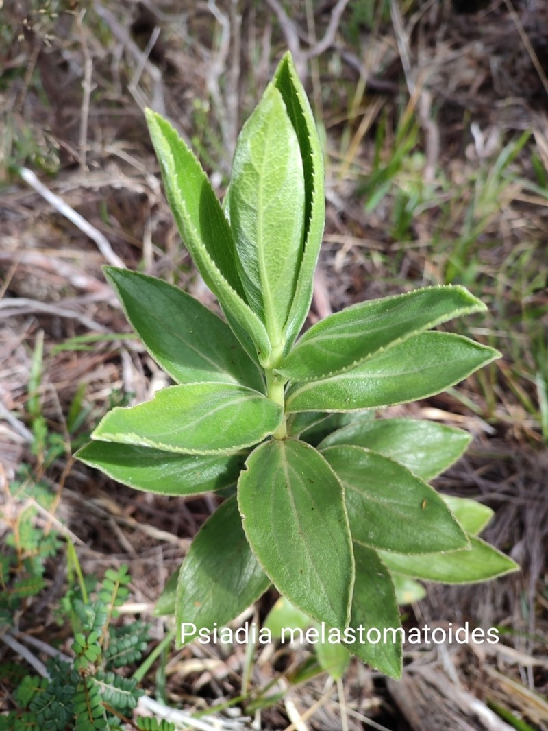 Psiadia melastomoides photo 4
