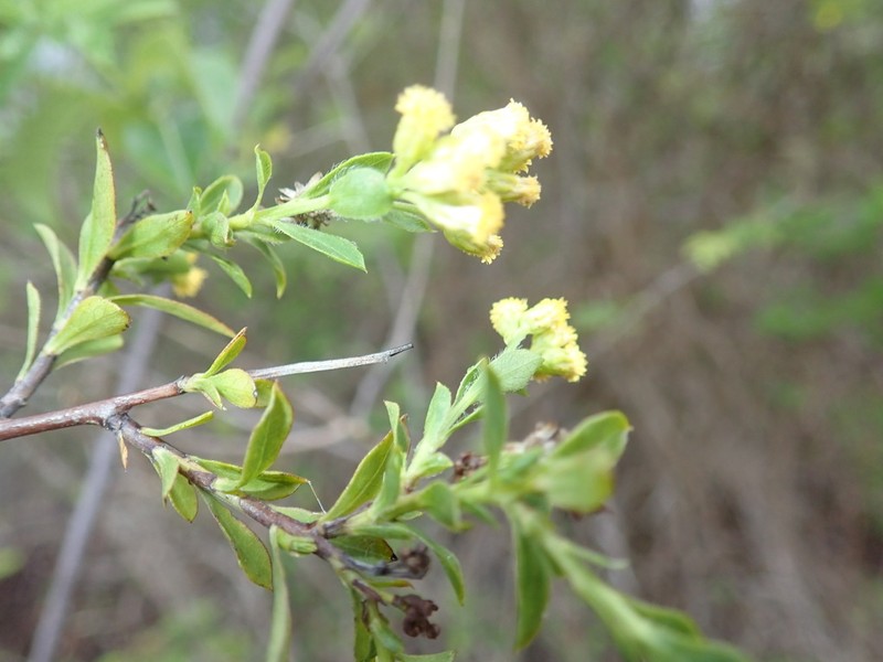 Psiadia nigrescens photo 2