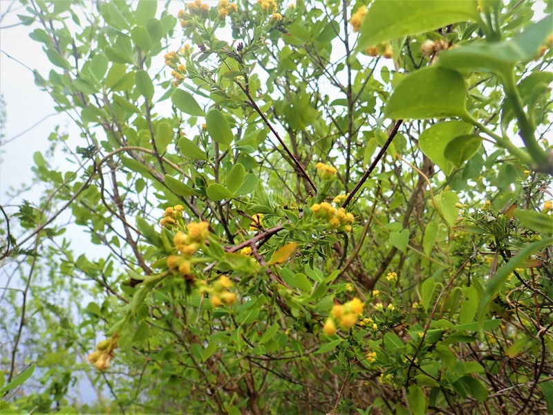 Psiadia nigrescens photo 3