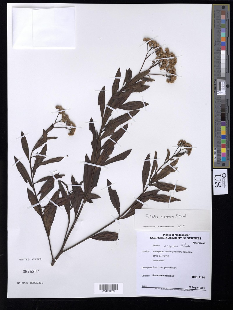 Psiadia nigrescens photo 5