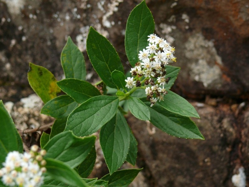 Psiadia pascalii