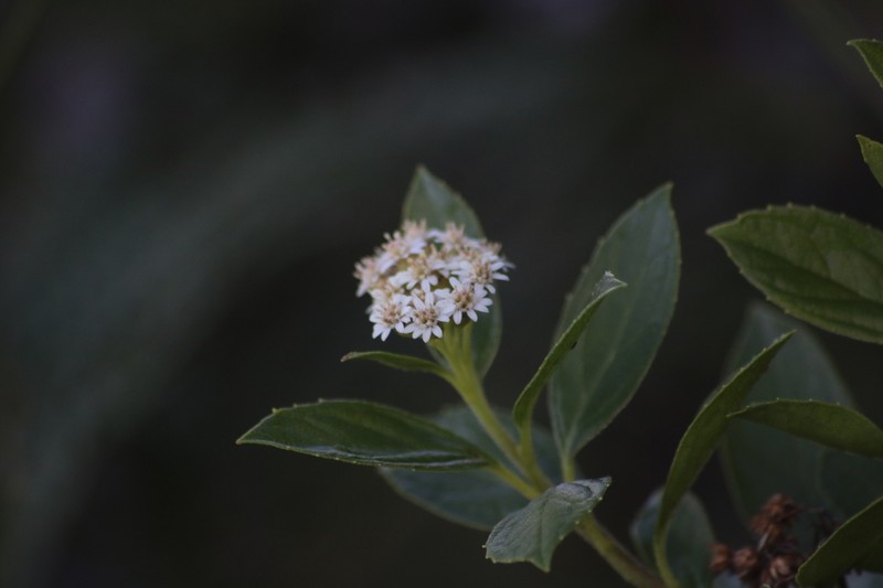 Psiadia pascalii photo 3