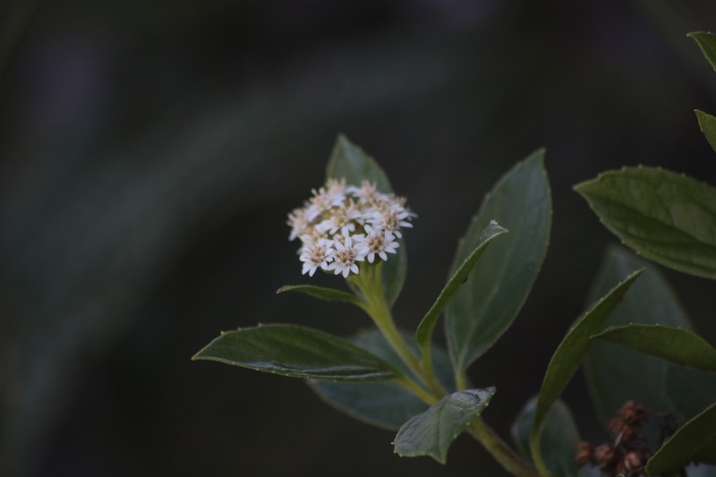 Psiadia pascalii photo 7