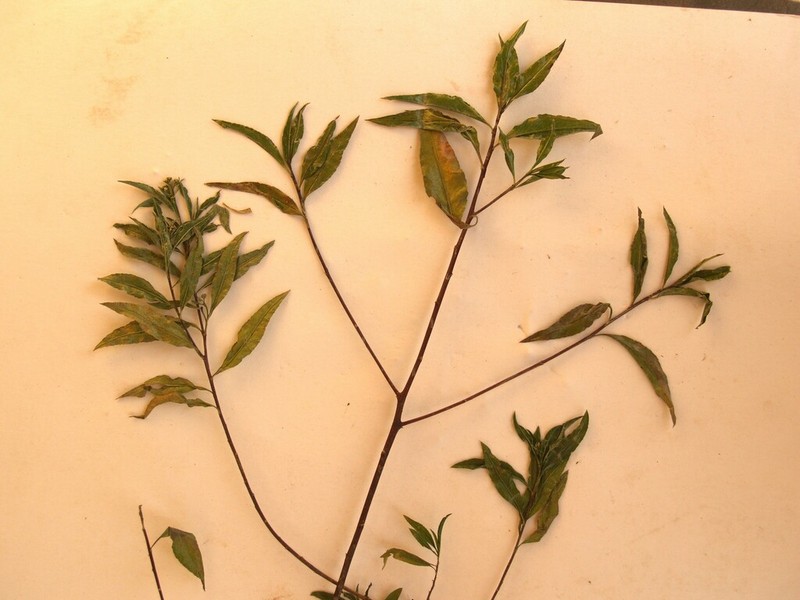 Psiadia punctulata