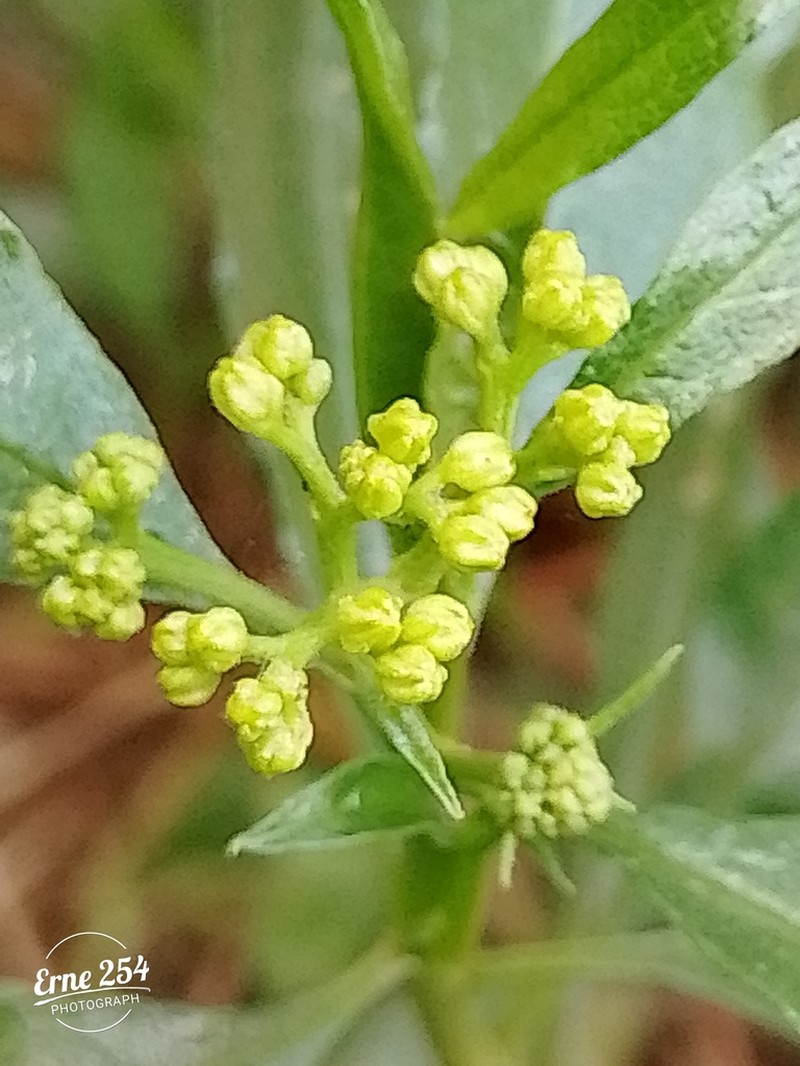 Psiadia punctulata photo 3