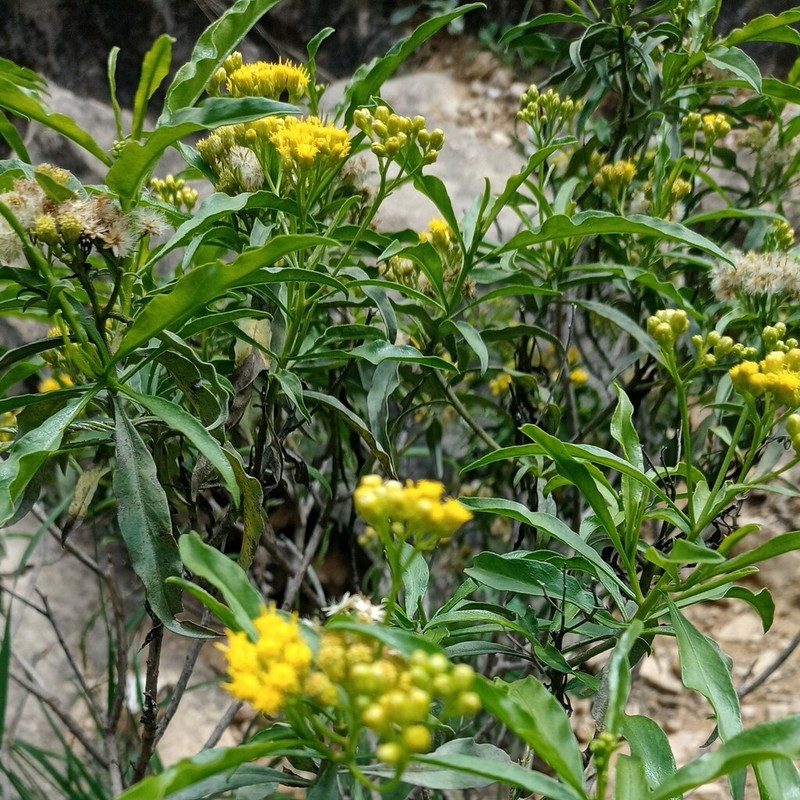 Psiadia punctulata photo 4