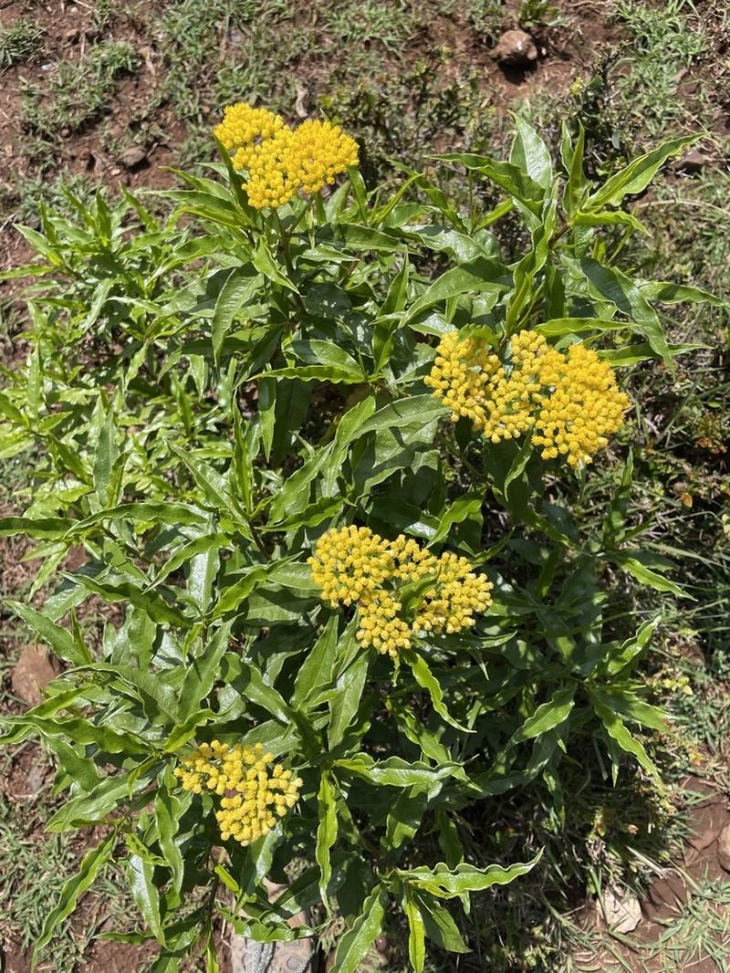 Psiadia punctulata photo 5