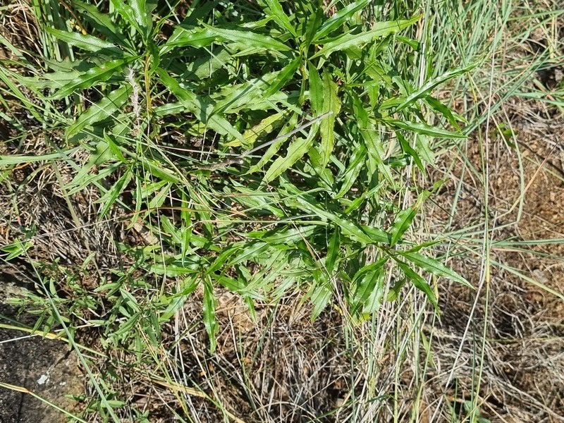 Psiadia punctulata photo 6