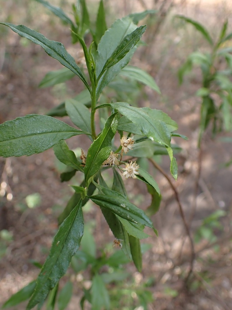 Psiadia punctulata photo 7