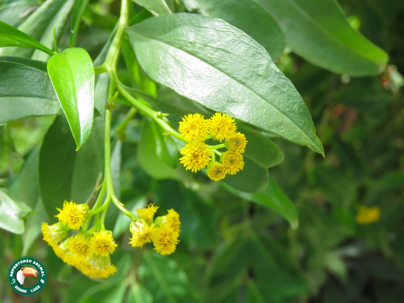 Psiadia punctulata photo 8