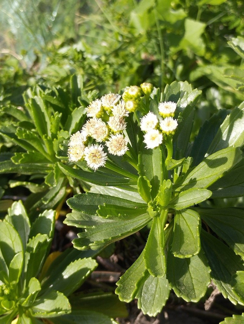 Psiadia retusa