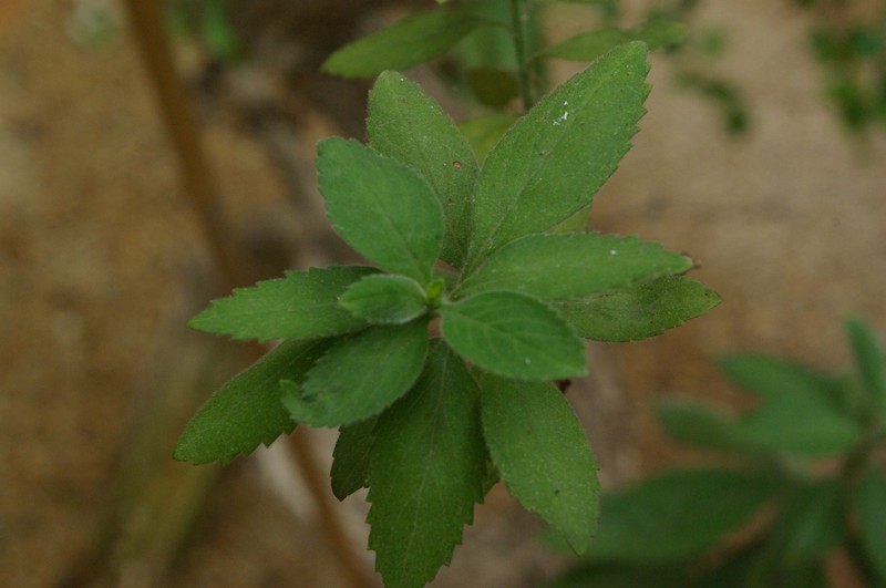 Psiadia rodriguesiana