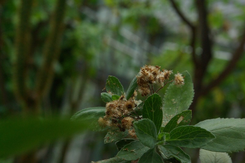 Psiadia rodriguesiana photo 3