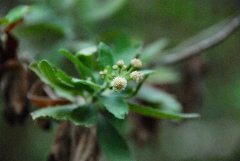Psiadia rodriguesiana photo 6