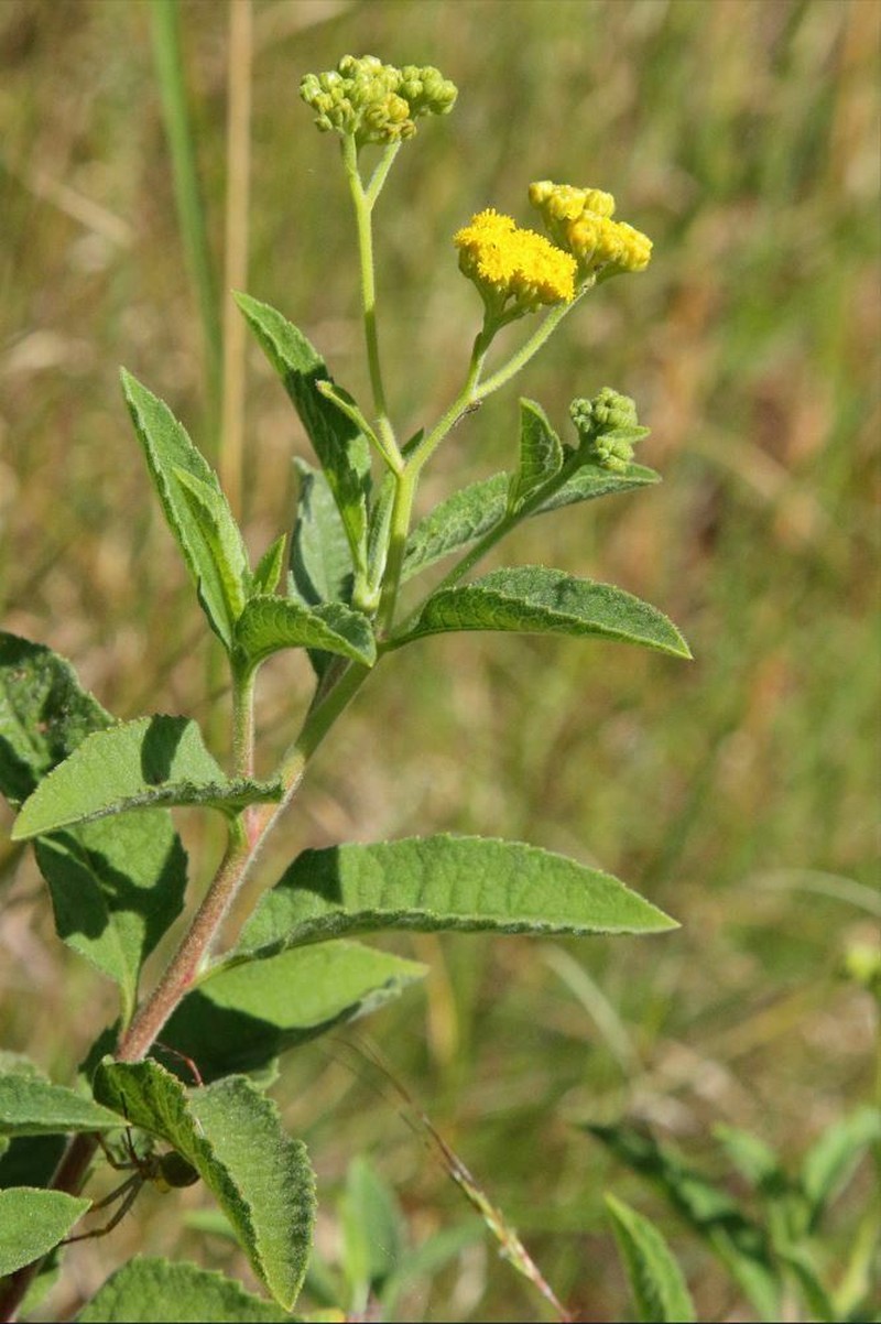 Psiadia salviifolia
