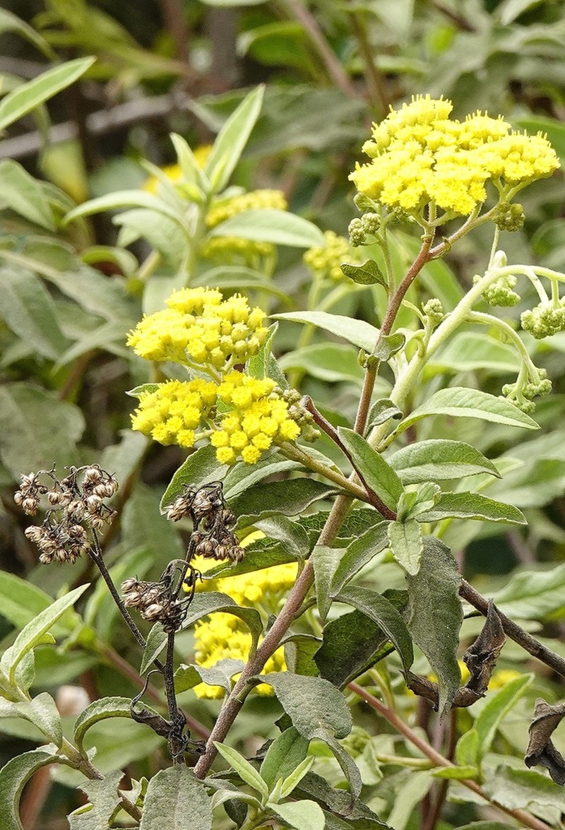 Psiadia salviifolia photo 2