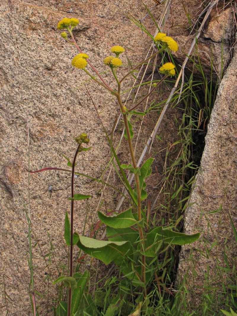 Psiadia salviifolia photo 3