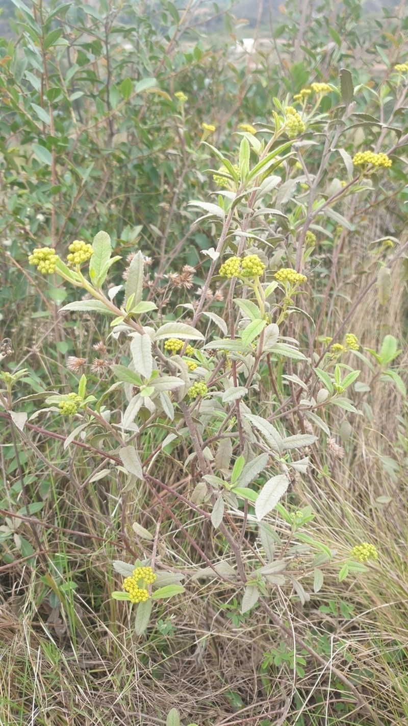 Psiadia salviifolia photo 6