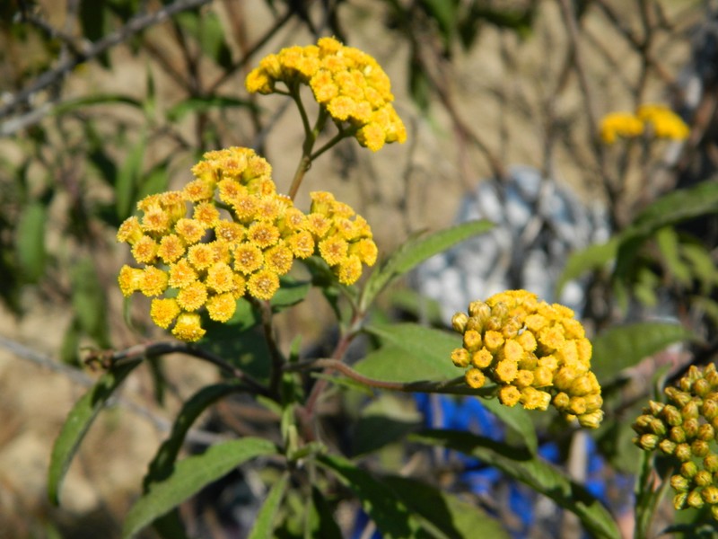 Psiadia salviifolia photo 8