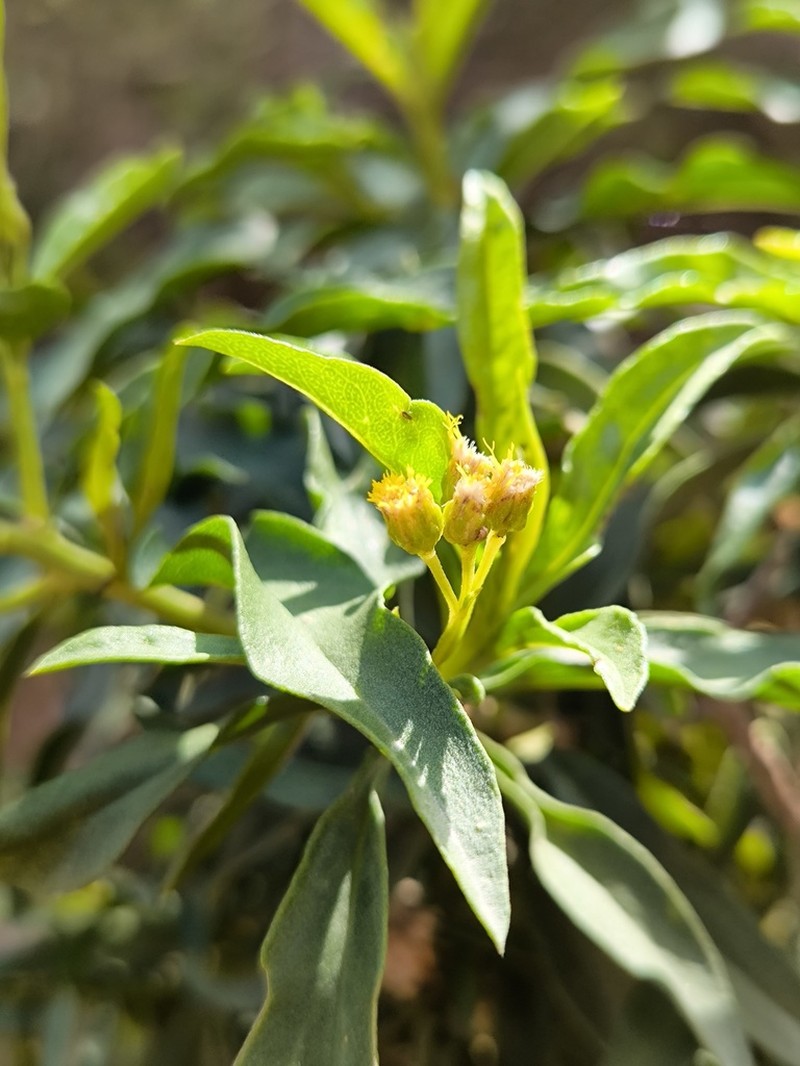 Psiadia schweinfurthii