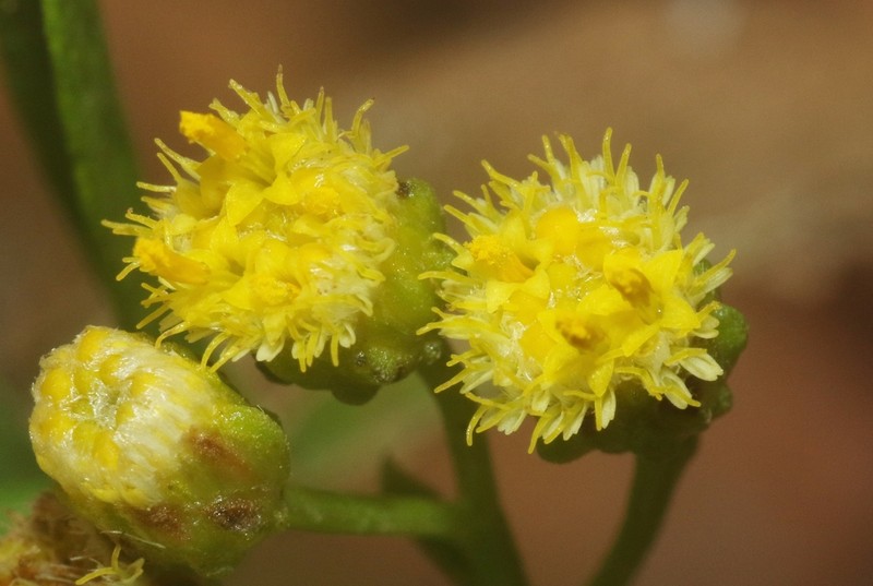 Psiadia schweinfurthii photo 2