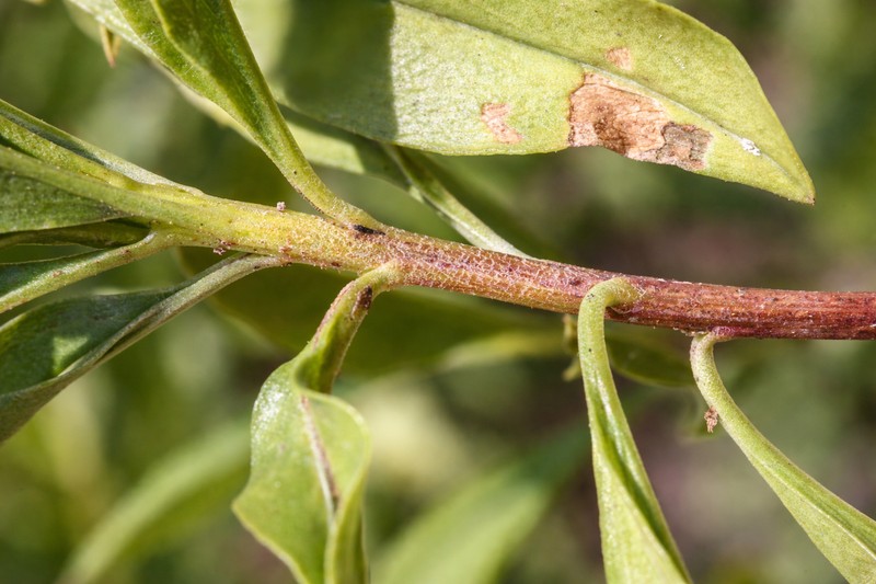 Psiadia schweinfurthii photo 5