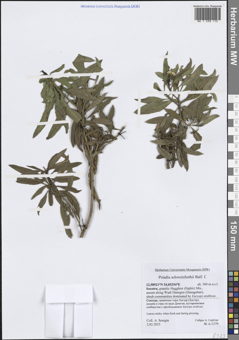 Psiadia schweinfurthii photo 6