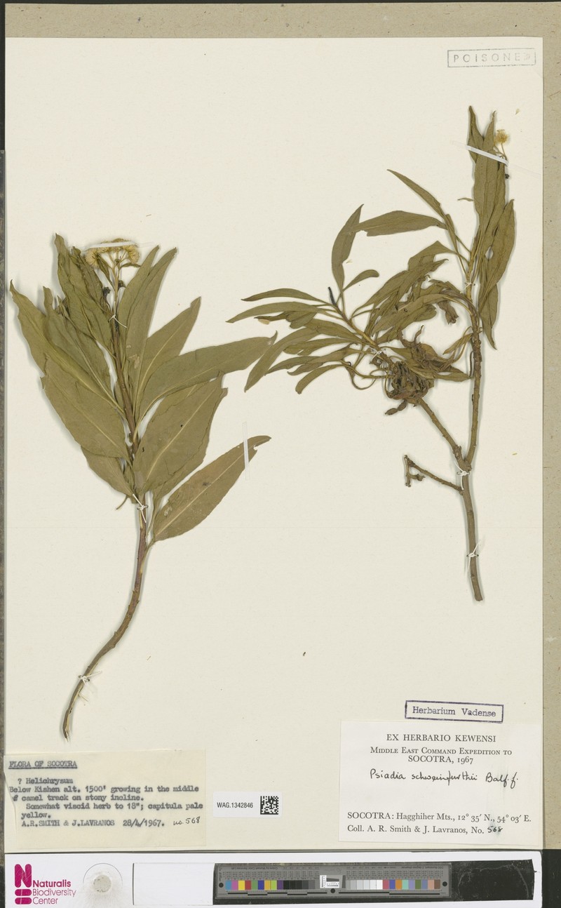 Psiadia schweinfurthii photo 7