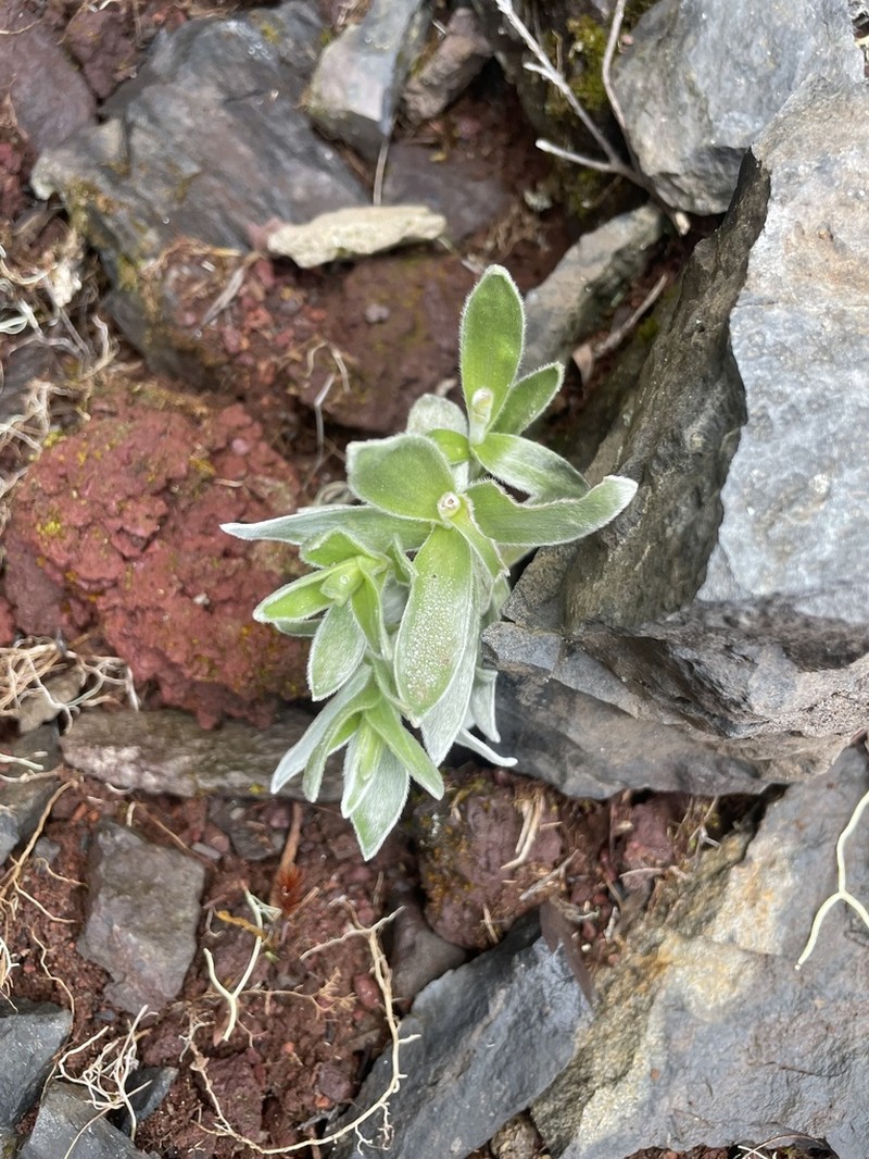 Psiadia sericea