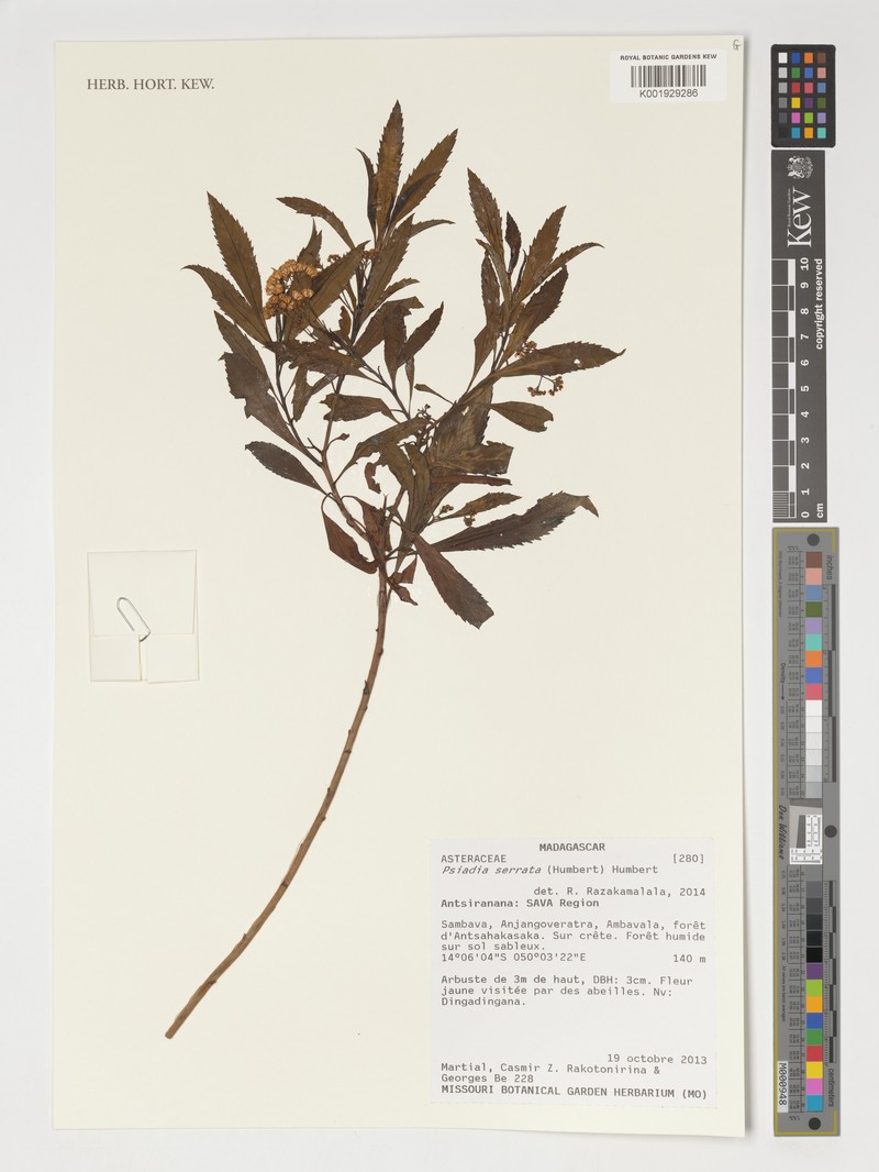 Psiadia serrata