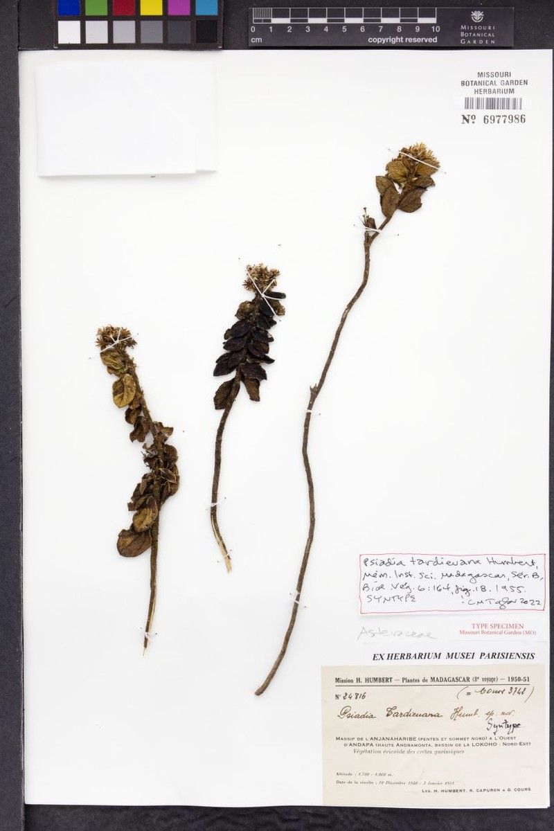 Psiadia tardieuana photo 3
