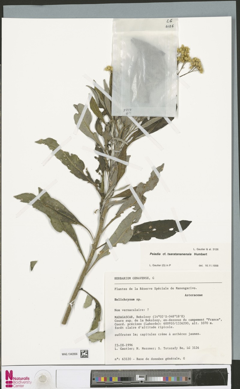 Psiadia tsaratananensis