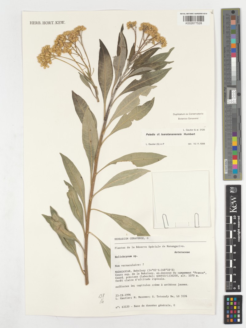 Psiadia tsaratananensis photo 2