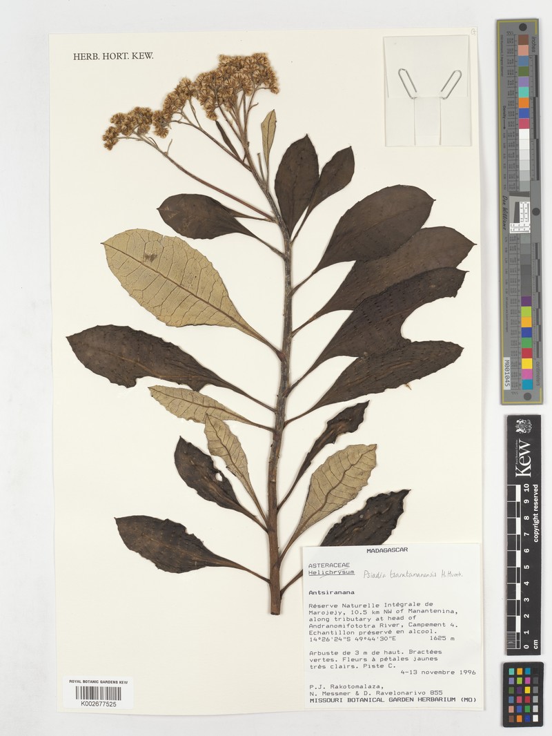 Psiadia tsaratananensis photo 3