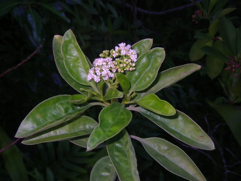 Psiadia viscosa photo 2