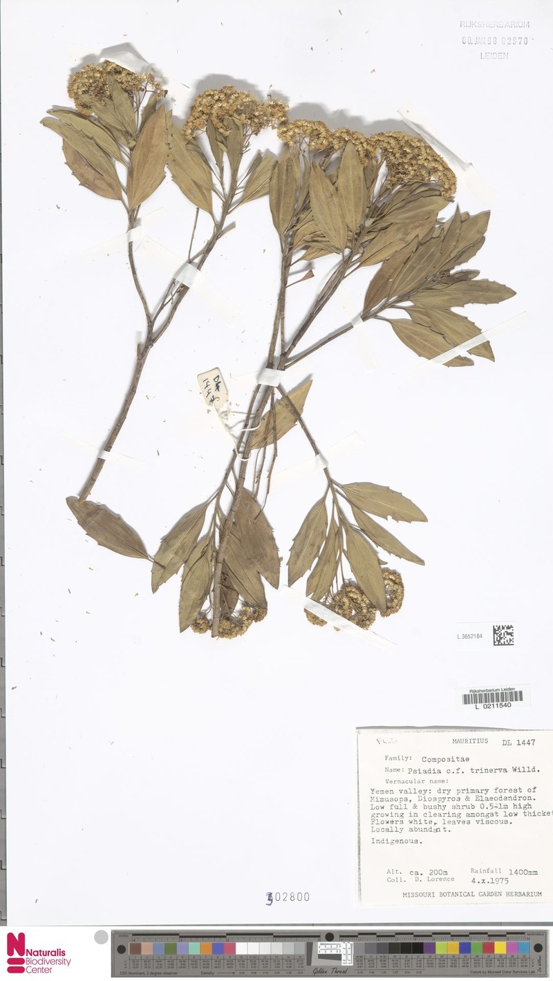 Psiadia viscosa photo 3