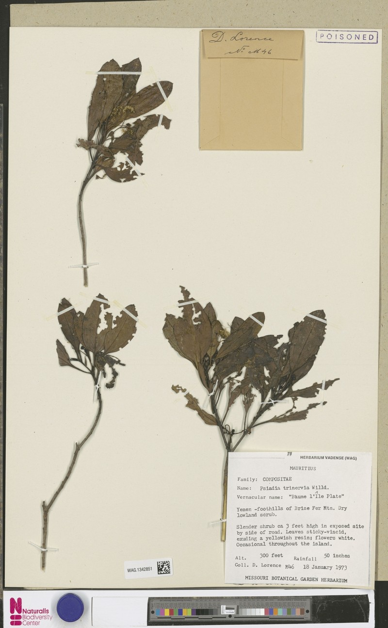 Psiadia viscosa photo 6