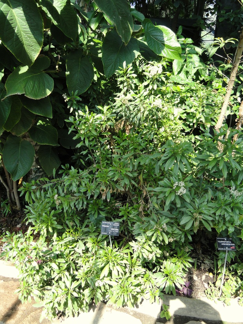 Psiadia viscosa