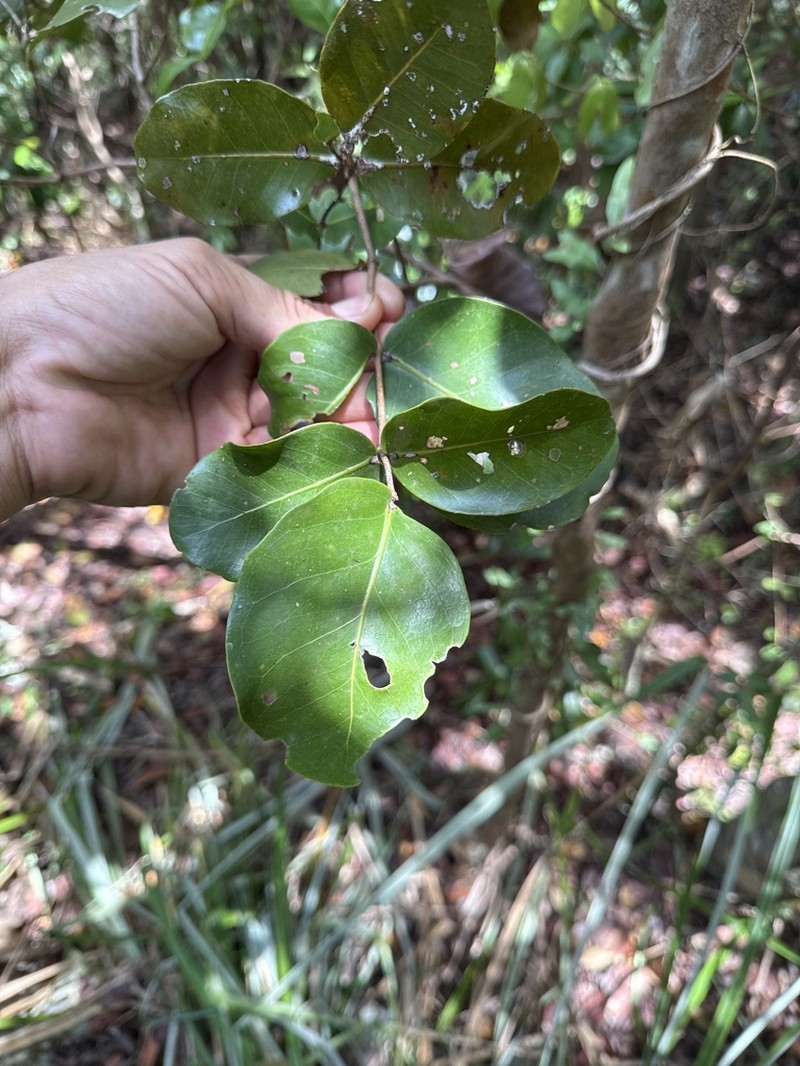 Mountain Guava photo 2