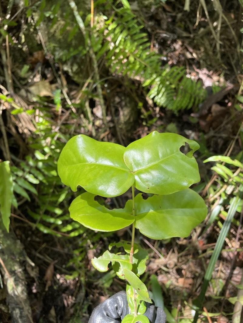Mountain Guava photo 5