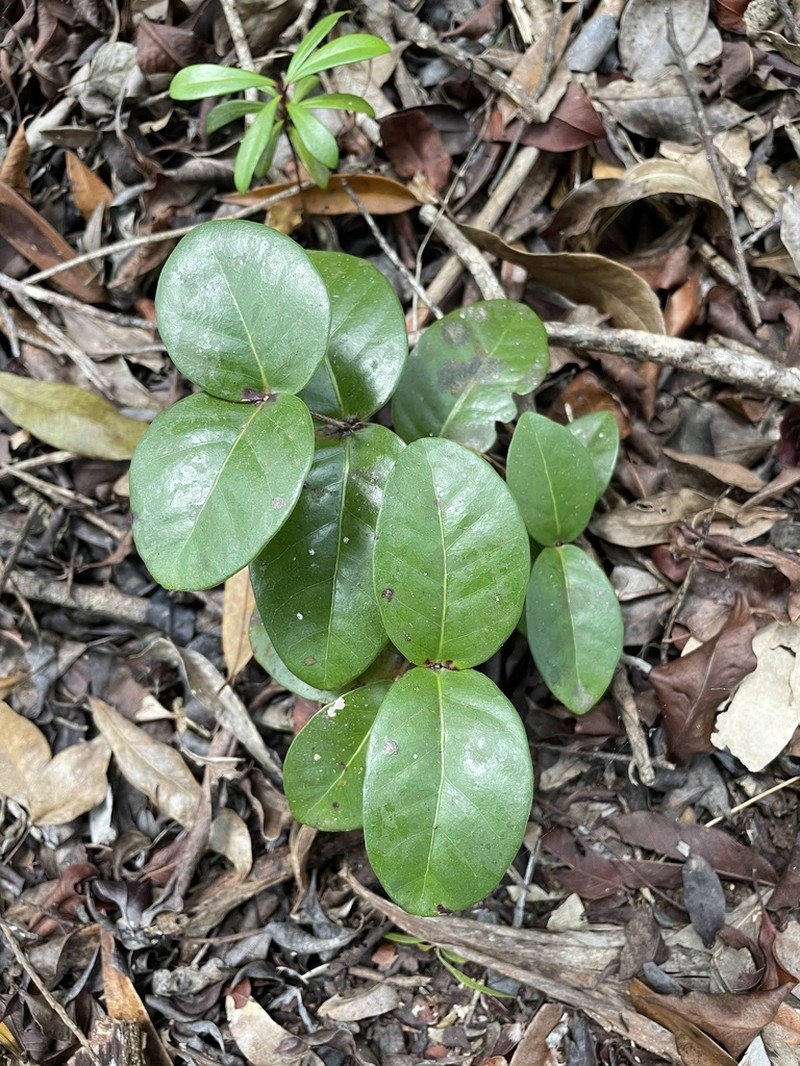 Mountain Guava photo 6
