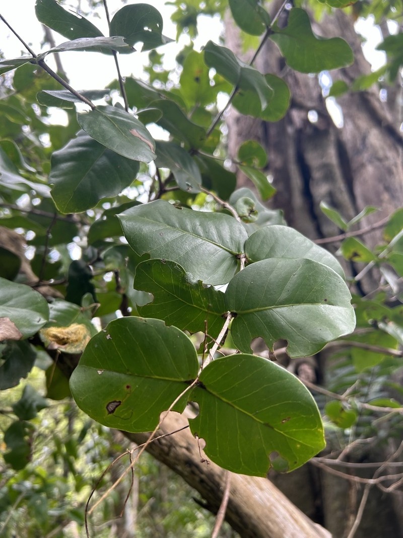 Mountain Guava photo 7