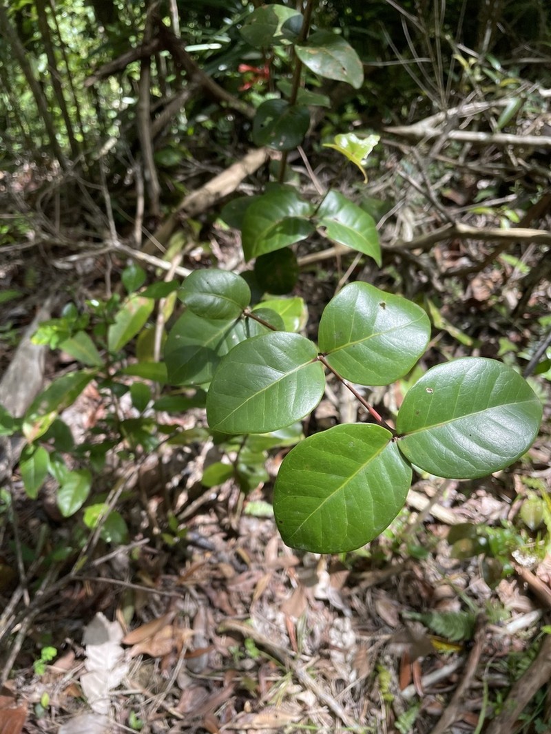 Mountain Guava photo 8