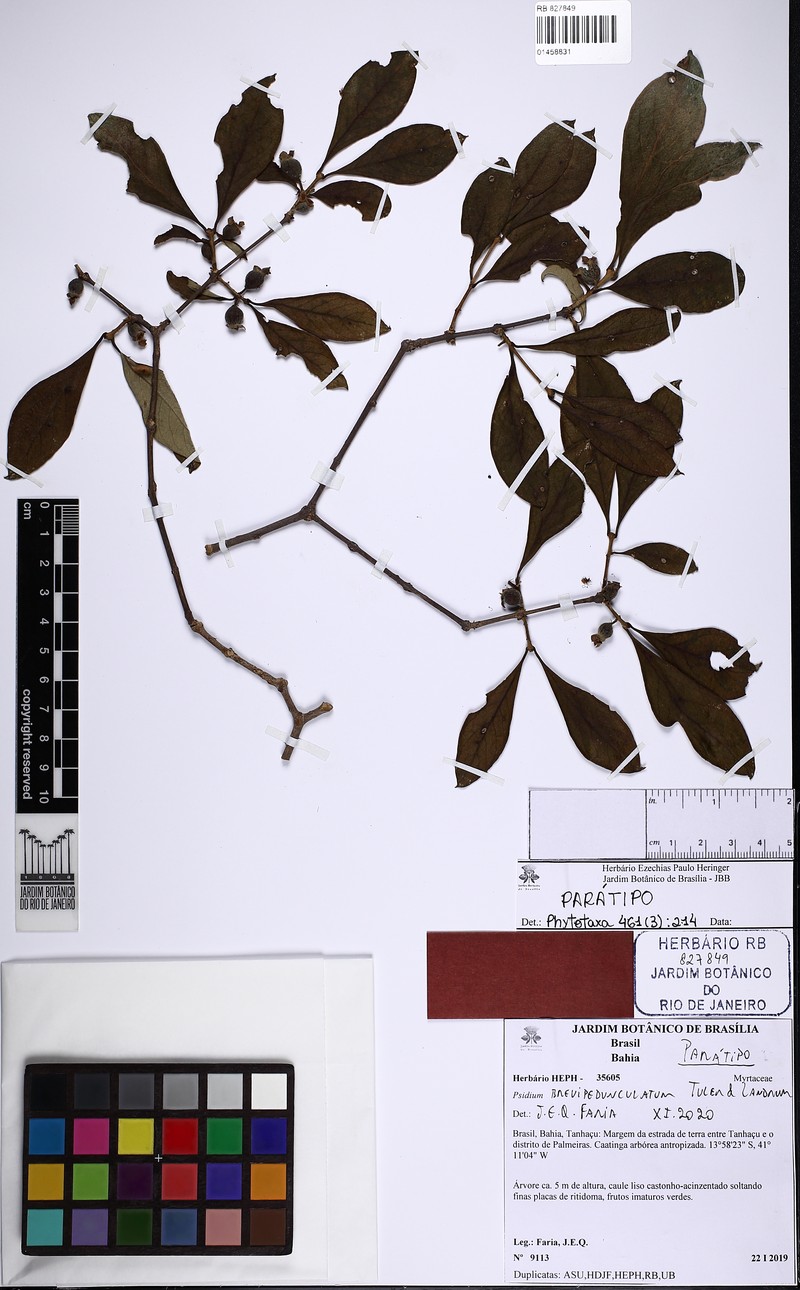 Psidium brevipedunculatum