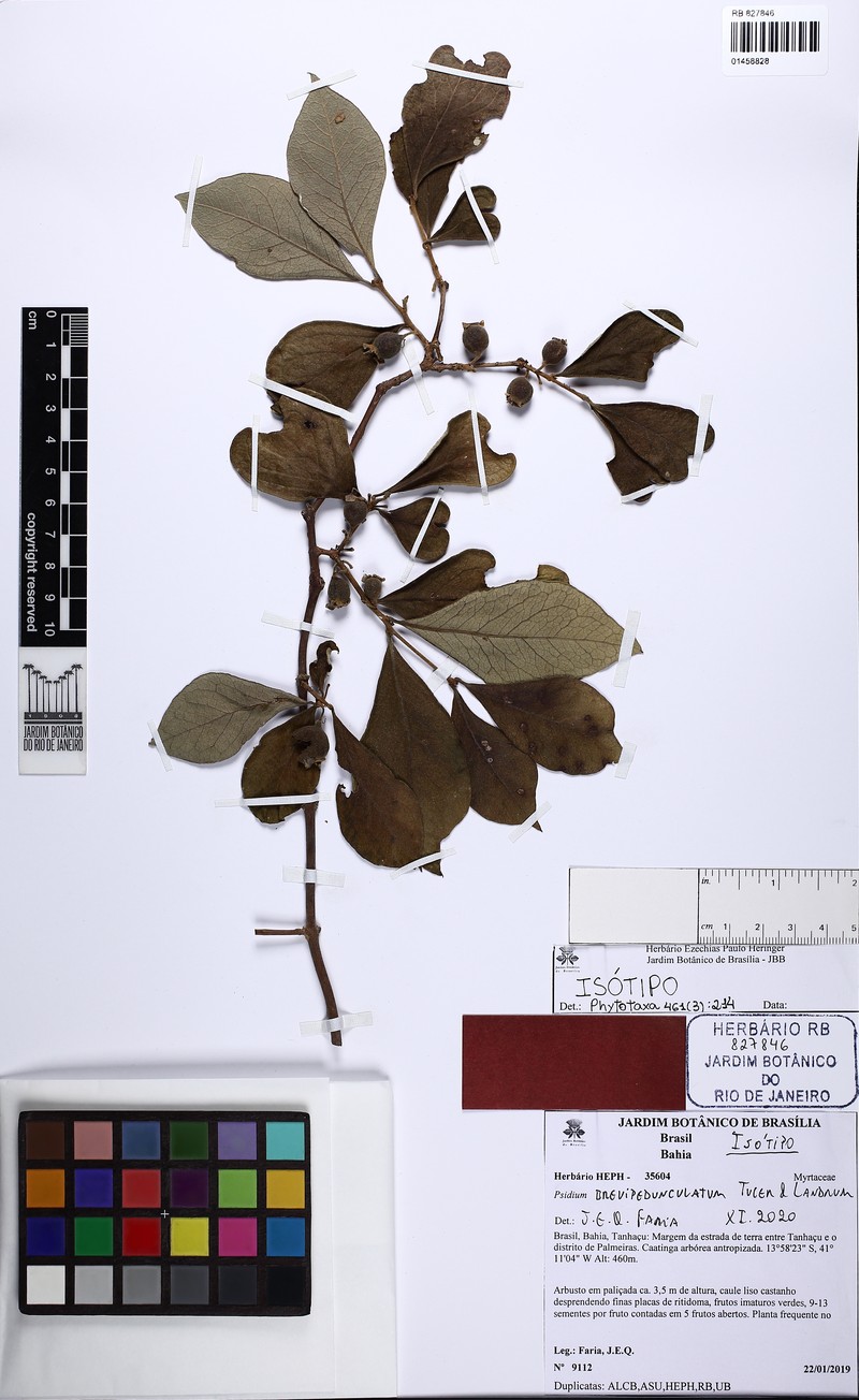 Psidium brevipedunculatum photo 2