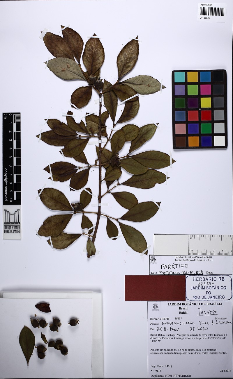 Psidium brevipedunculatum photo 3