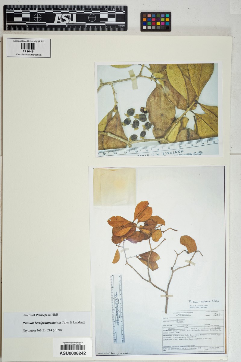 Psidium brevipedunculatum photo 4