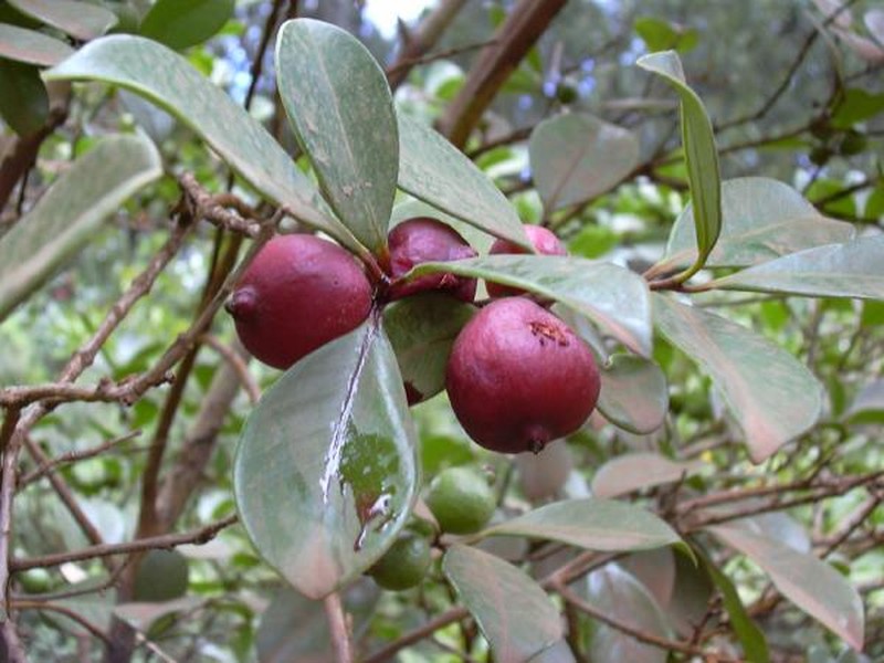 Strawberry Guava photo 2